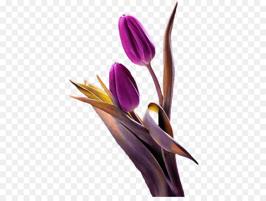Tulip Fiori Viola Pianta - viola tulipano