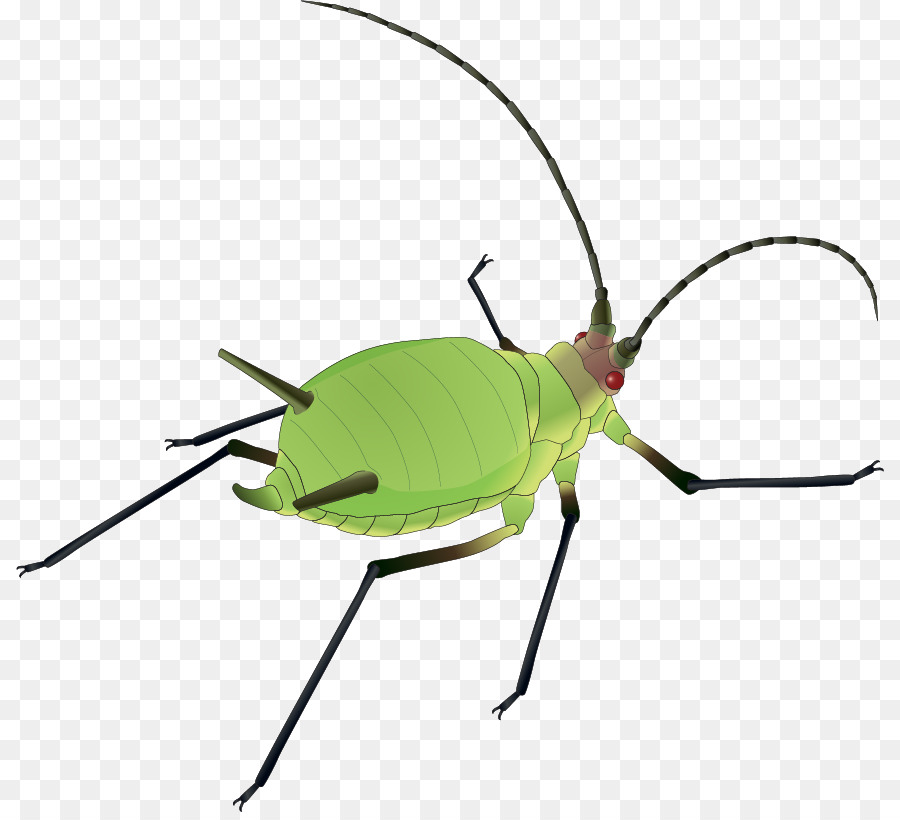 Insetto Vettore Scaricare il Software bug - Vettore colorato di verde bug