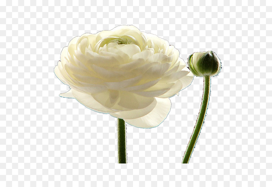 Di petali di fiori recisi Bianco staminali Vegetali - Rosa Bianca Creativo