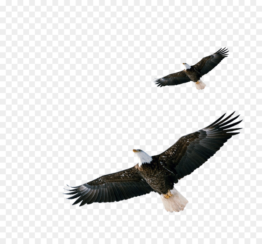 Bald Eagle Hawk Scaricare - aquila