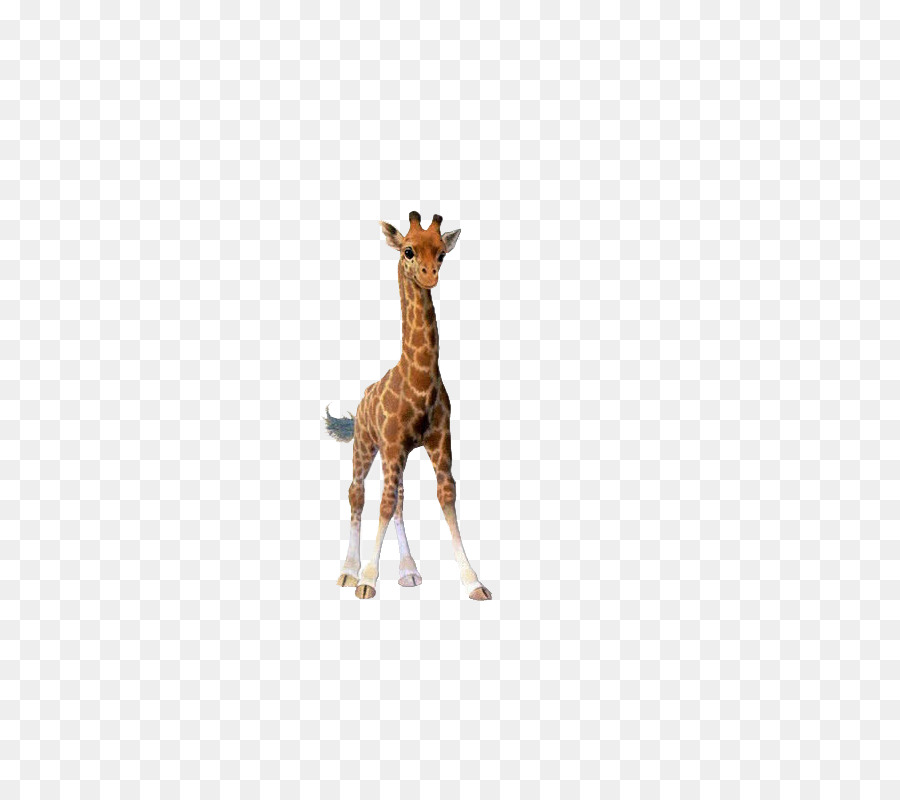 Giraffe Cartoon-Abbildung - giraffe