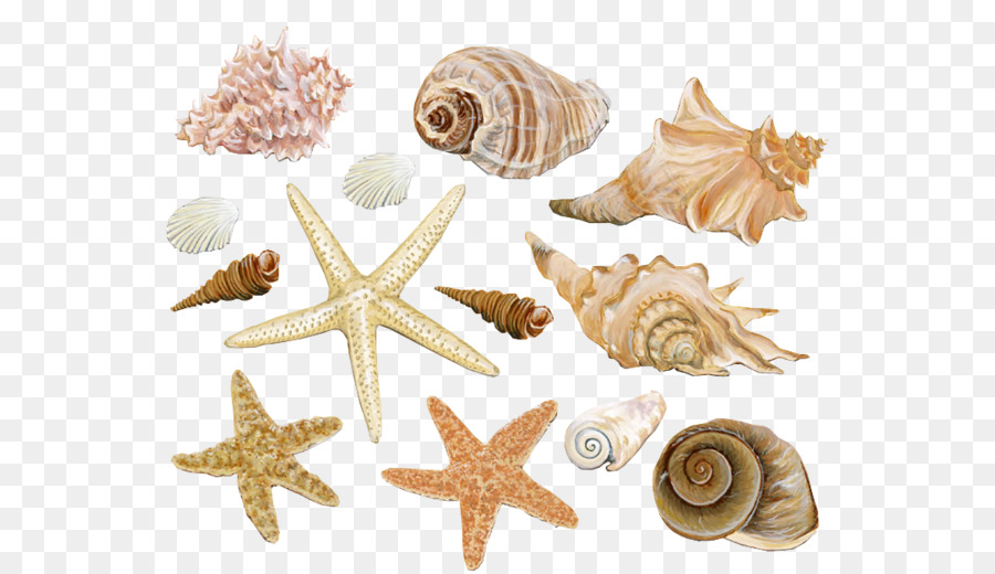 Seashell-Muschel-Muschel Molluske shell - Strand Seestern Muschel Dekoration material