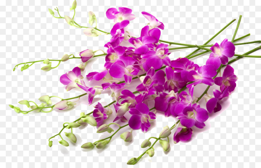 Orchideen-Blumen-Tapete - Ziemlich lila pflanze