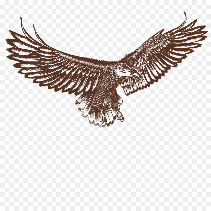 Weißkopf Adler Falke Vogel - Fliegender Adler-Vektor
