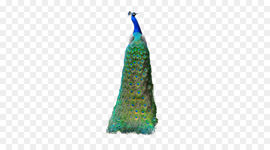 Chim Công - peacock xanh