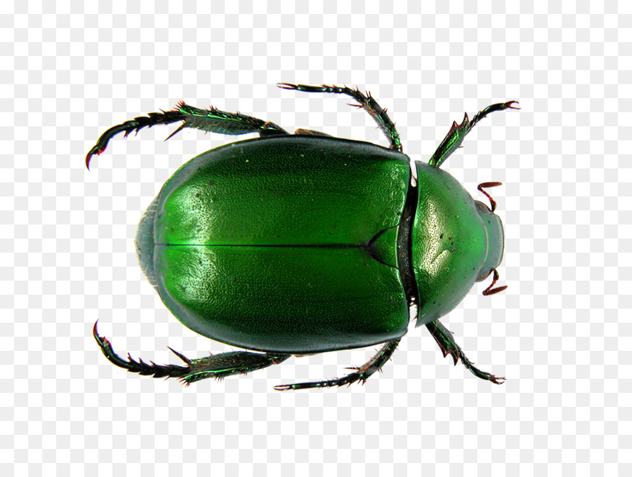 Dung beetle Flower chafer-Skarabäus-das Alte ägypten - Grünes Insekt