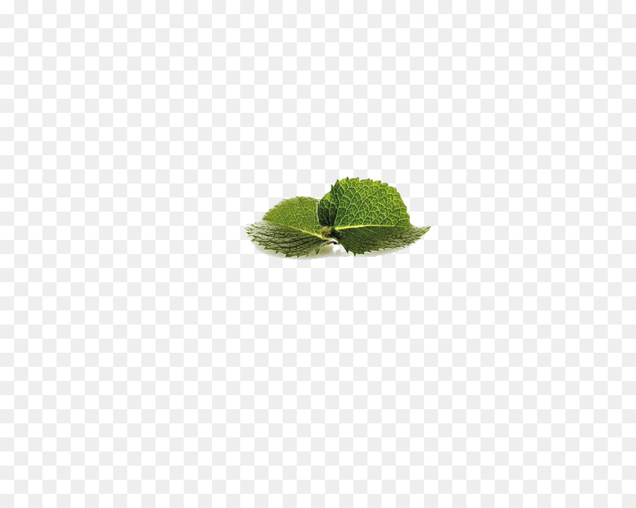 grünes Blatt Muster - Minzblatt