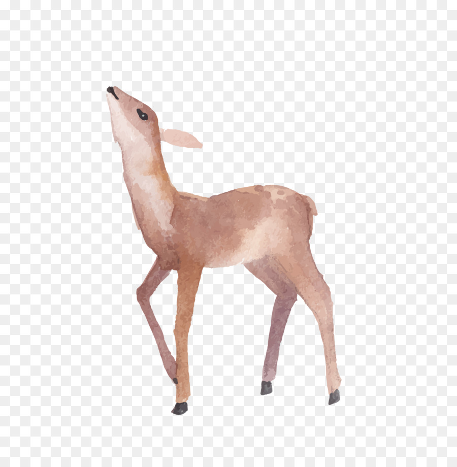 Deer Illustration - Hirsch