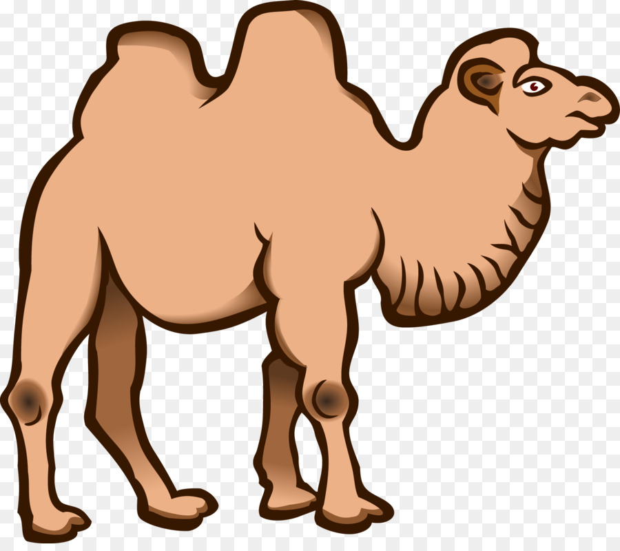 Wild cammello Battriano Clip art - vettore di cammello