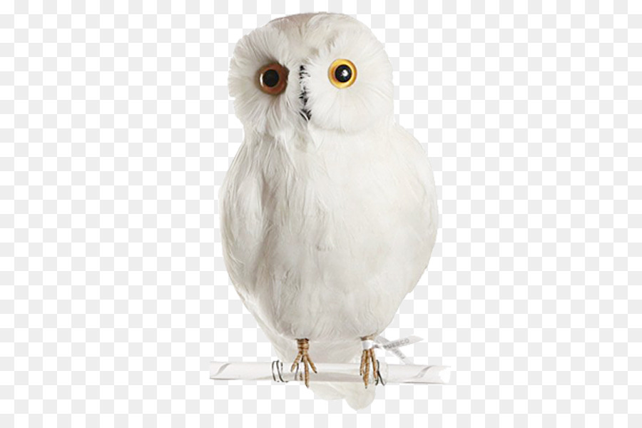 Snowy owl Uccello Canarino PUEBCO - gufo