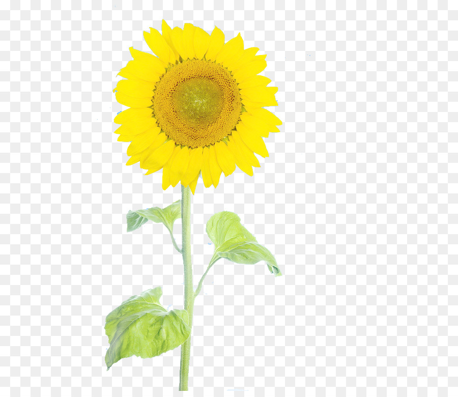 Gemeinsame Sonnenblume - Sunflower Stock-pull-Abbildung