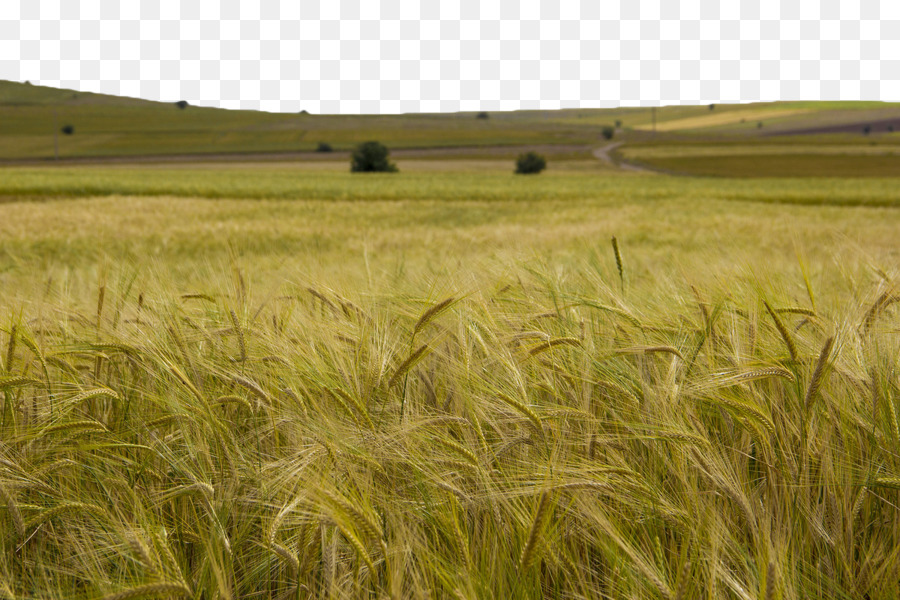 Orzo Triticale Cereali - Verde campo di grano