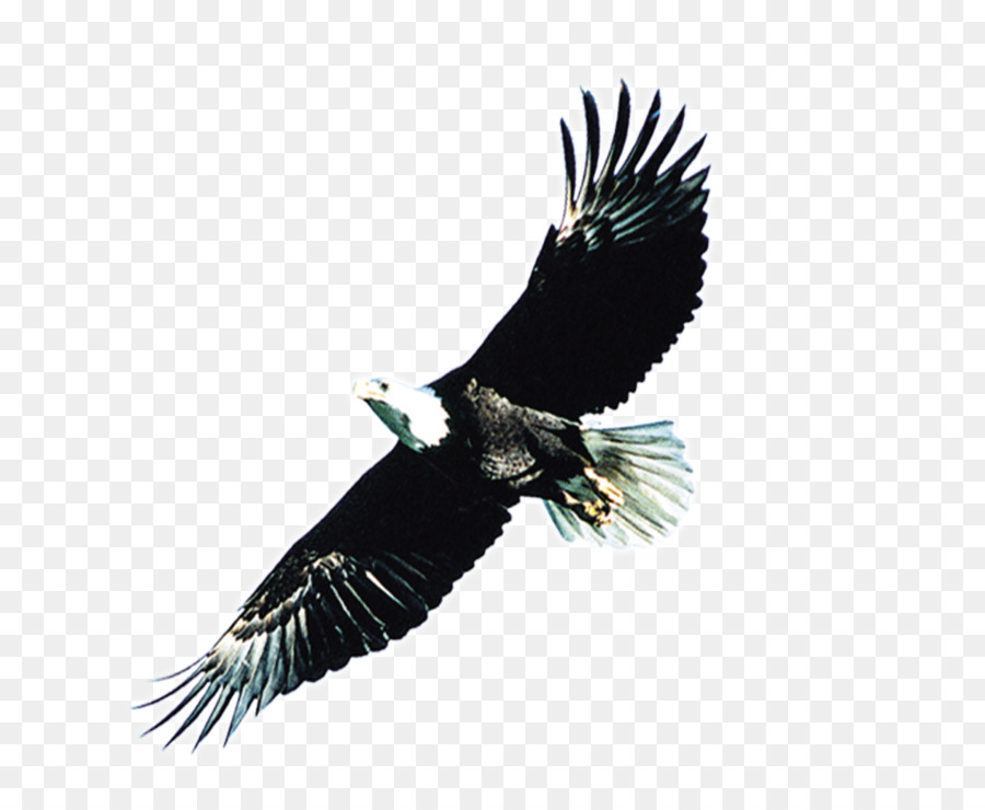 Weißkopfseeadler Atlxe9tico Clube Juventus - Eagle Wings