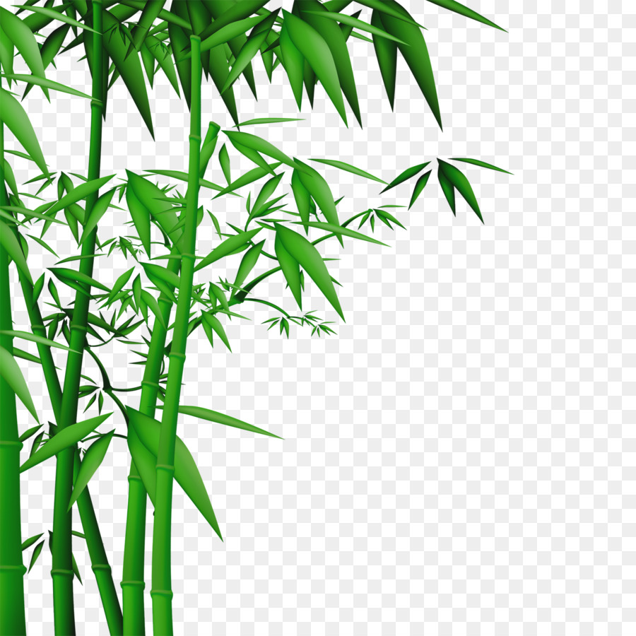 Bambus-Wand-Tapete - Bambus