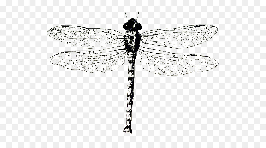 Die biologische Probe Monochrom Schwarz und weiß - Dragonfly Proben