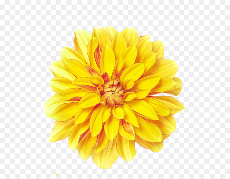 Hoa màu Vàng hoa Cúc xd7grandiflorum - hoa cúc