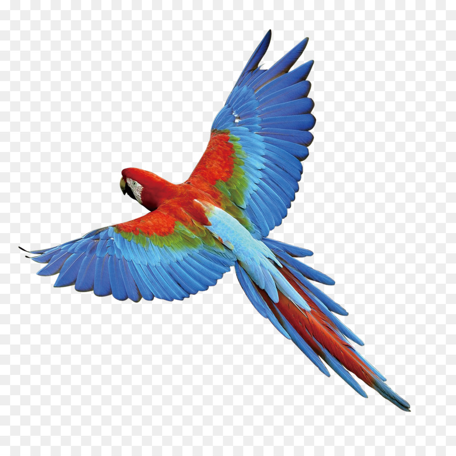 Papagei Vogel - Eagle Wings