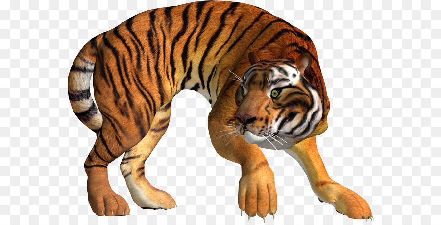 Hổ Sư Tử Báo Mèo - con hổ