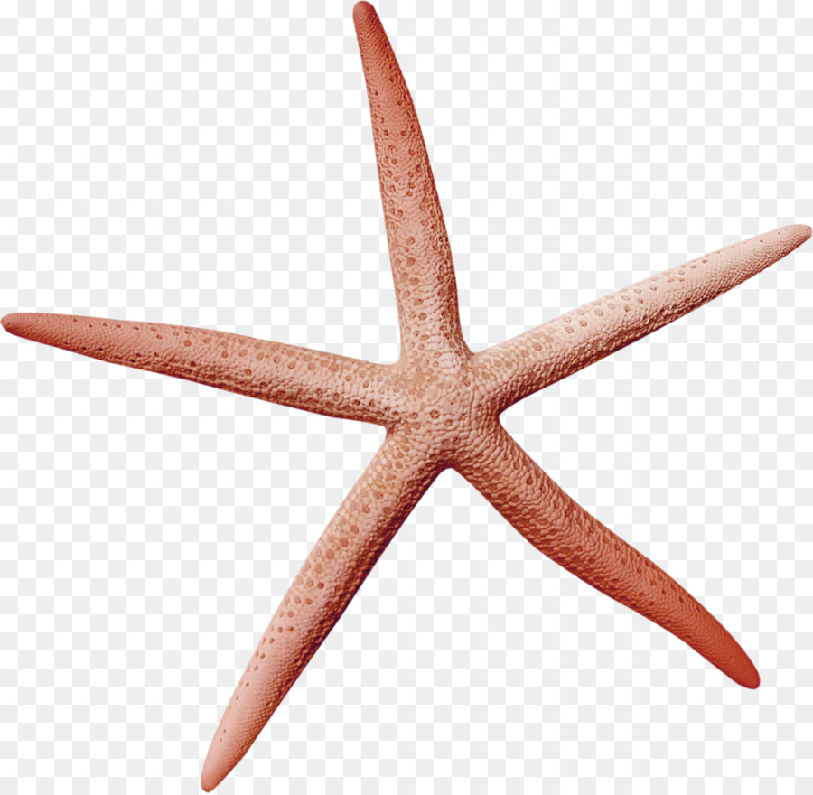 Starfish Icona - Marrone semplice starfish motivi decorativi