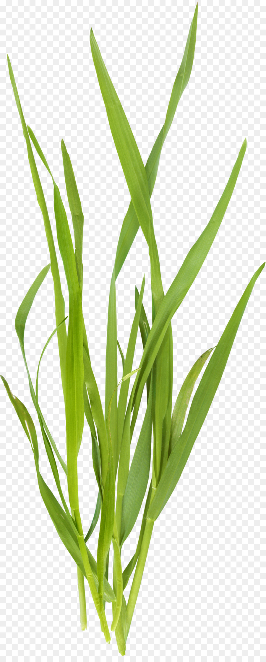 Microchloa Grün - Einen schönen, grünen Rasen