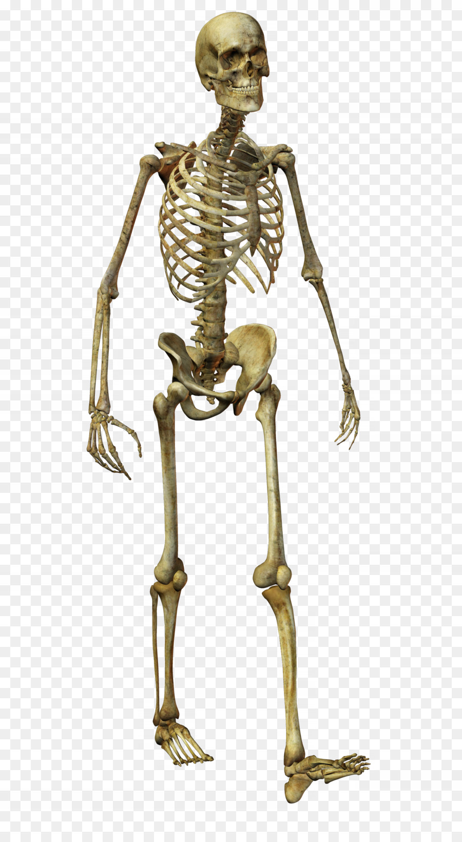 Menschliches Skelett Homo sapiens Knochen - horror Schädel