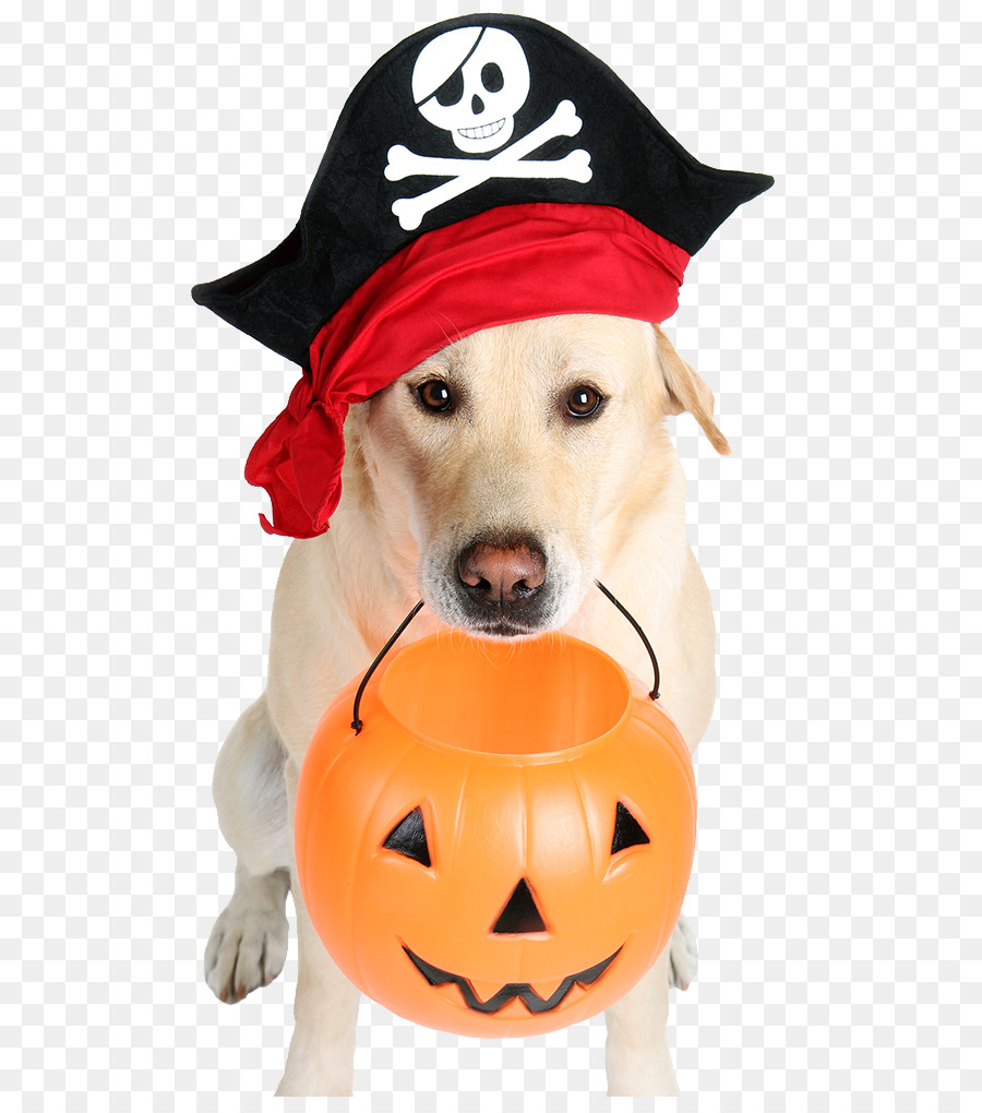 Der Hund, der Gerettet Halloween-Schlechte Tiere: Wahre Geschichten von Fehlverhalten der Tiere, Schlechte Tiere Retten Weihnachten! - Halloween Piraten-Hund