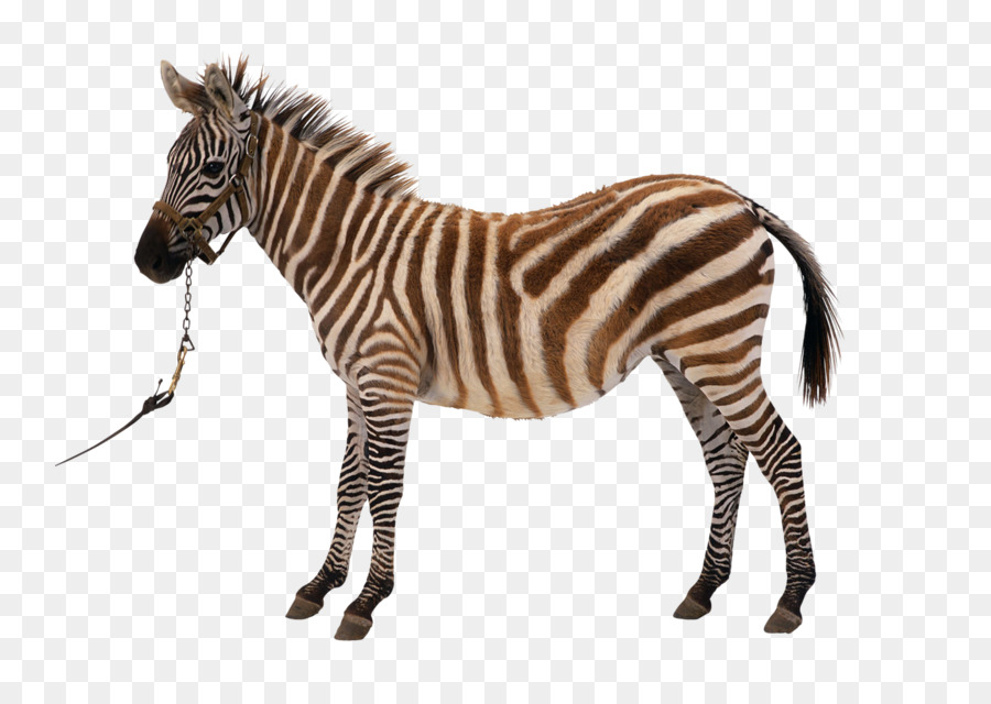 Pferd Zebra Fotografie-clipart - zebra