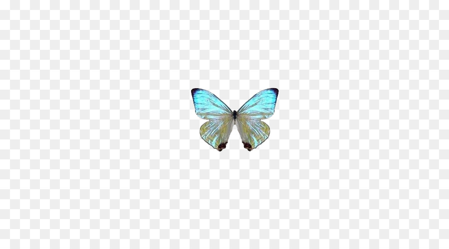 Butterfly Schmetterling dog Türkis, Während Pattern - Blauer Schmetterlings Traum