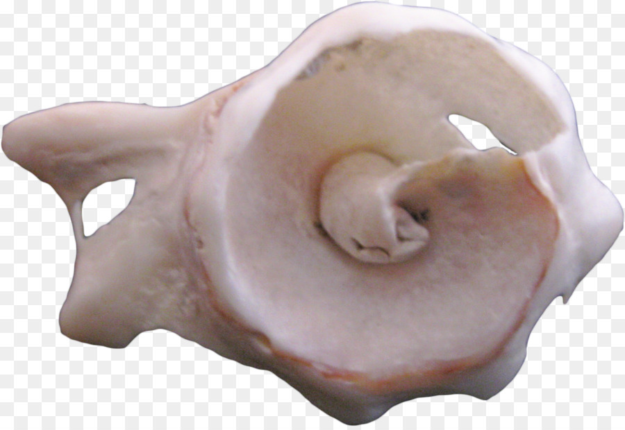 Maiali orecchio Shankha Conchiglia - alien conchiglia