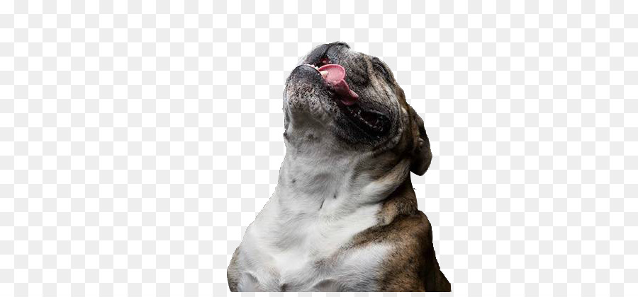Der Mops Hunderasse Zunge - Sein Kopf und die Zunge von Hund, Stock-Foto