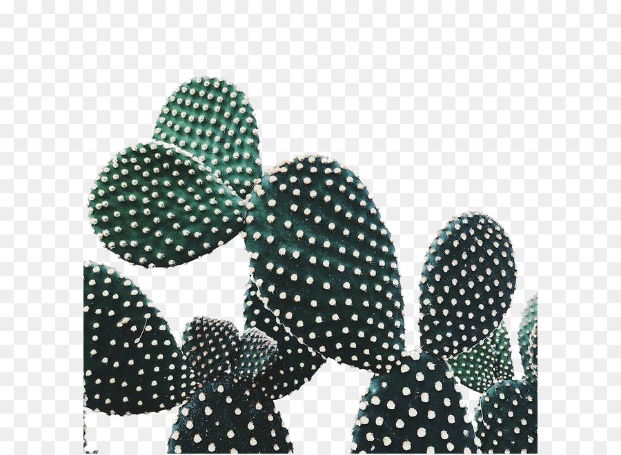 Cactacee Pianta di fichi d'india - Letterario cactus