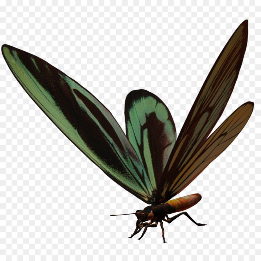 Schmetterlings-Käfer-Symbol - Insekt