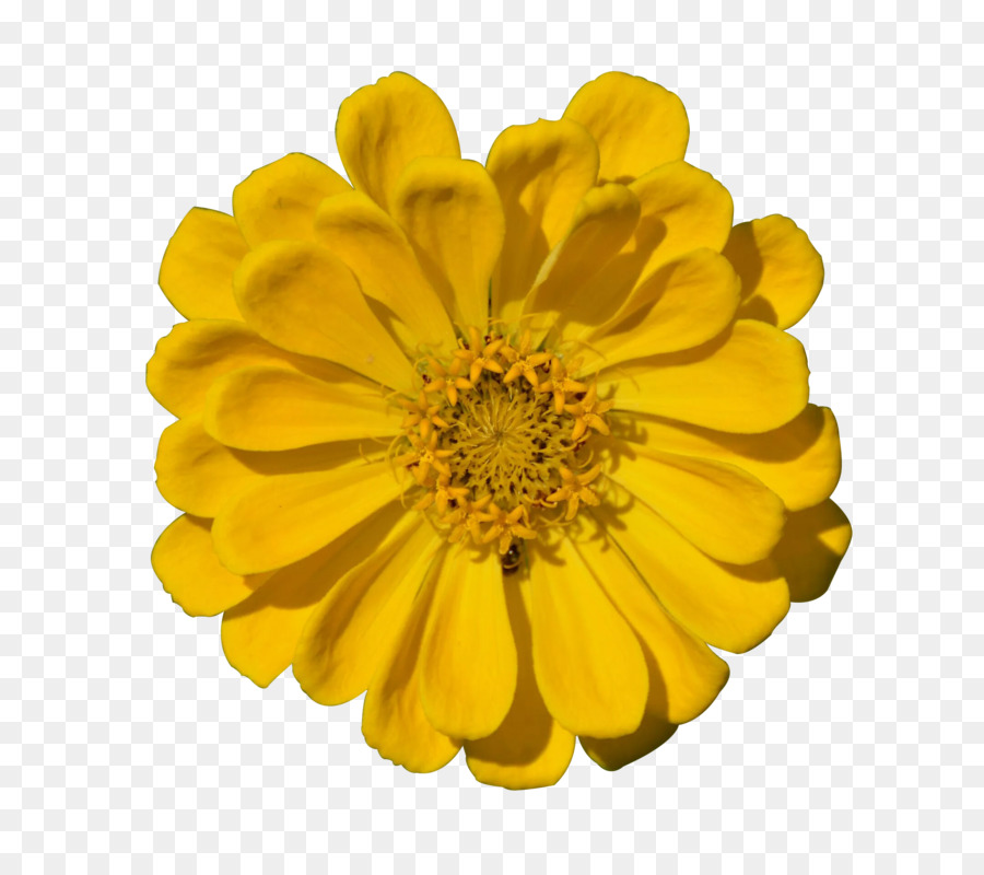 Transvaal daisy-Chrysantheme, Gelb - Gelbe Chrysantheme
