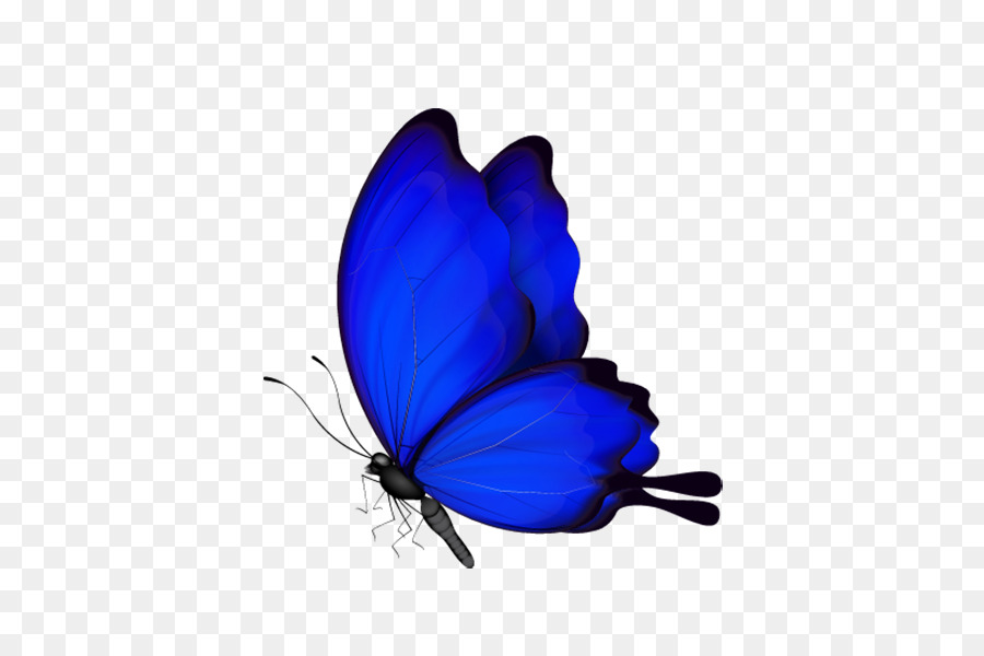 Bướm Côn Trùng - bướm màu xanh