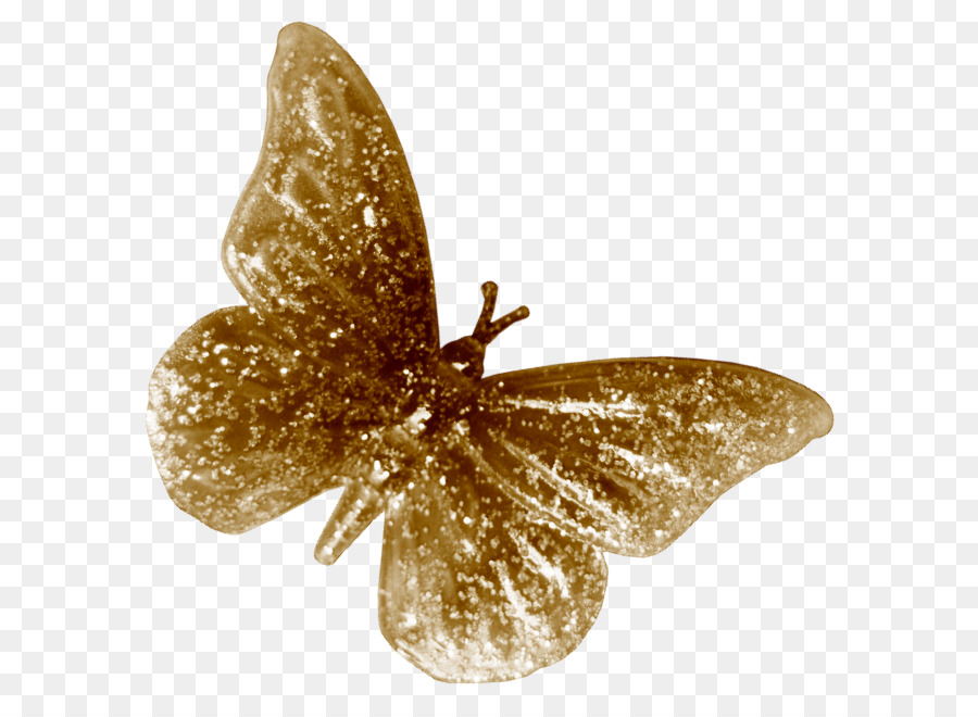 Papillon cane Farfalla - farfalla d'oro