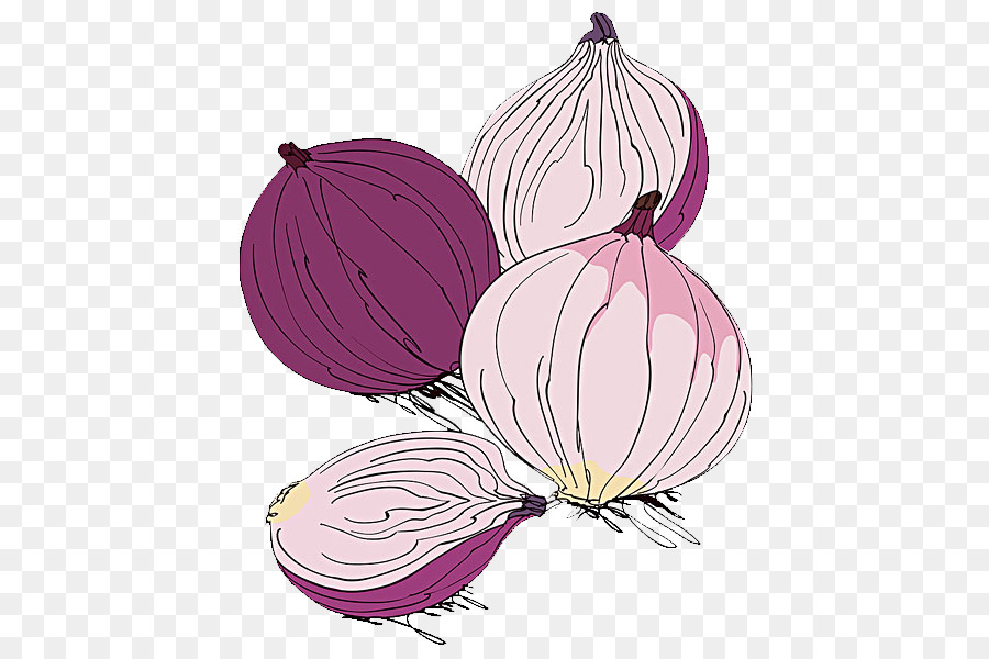 Rote Zwiebel Kartoffel-Zwiebel-Gemüse-Illustration - Zwiebel-illustration
