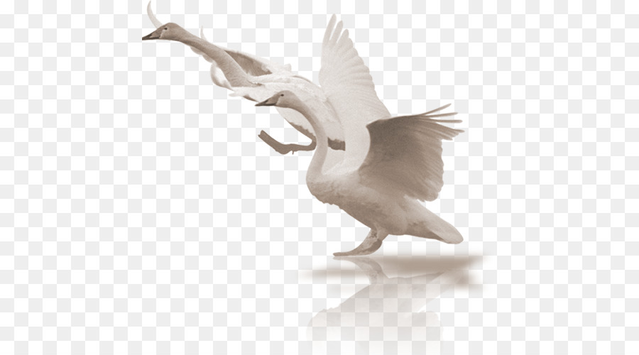 Cygnini Bird Clip Art - Weißer Schwan