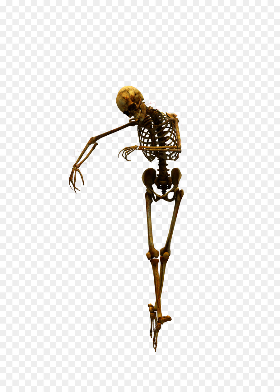 Menschliches Skelett Schädel Clip art - Schädel