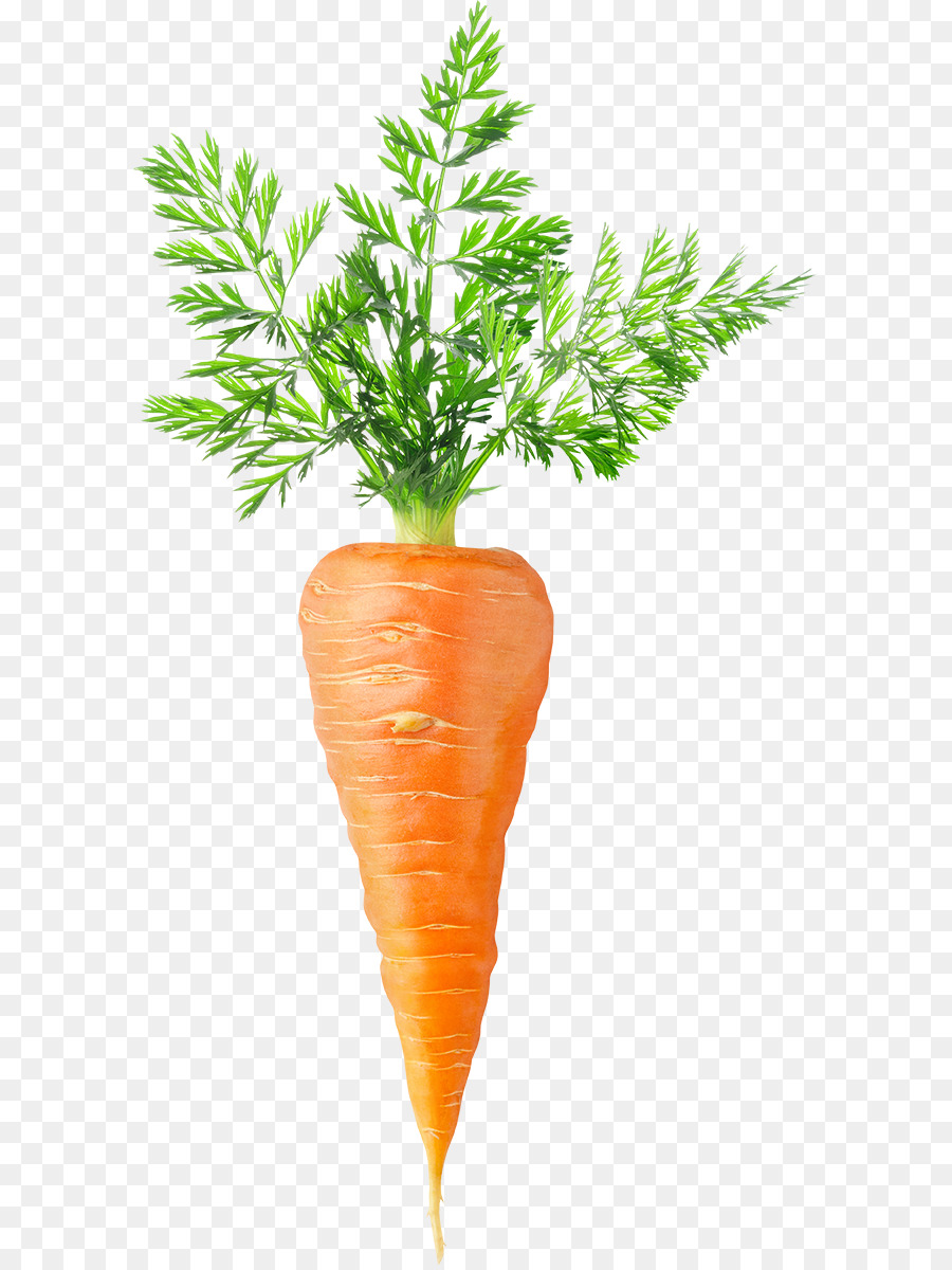 Karotte-Kuchen-Huhn-Suppe Gemüse-Karotte Fliegen - Hand-gemalte Karotte