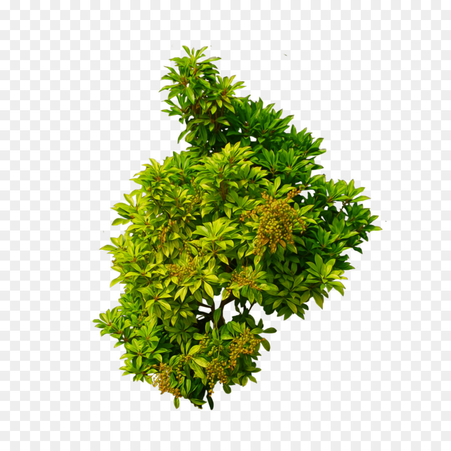 Arbusto Albero Clip art - Giallo-verde nana legno