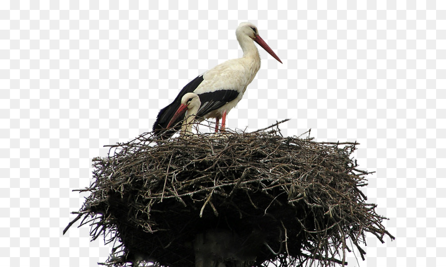 Bird nest Parrot cicogna Bianca Cockatiel - Nido di picchio