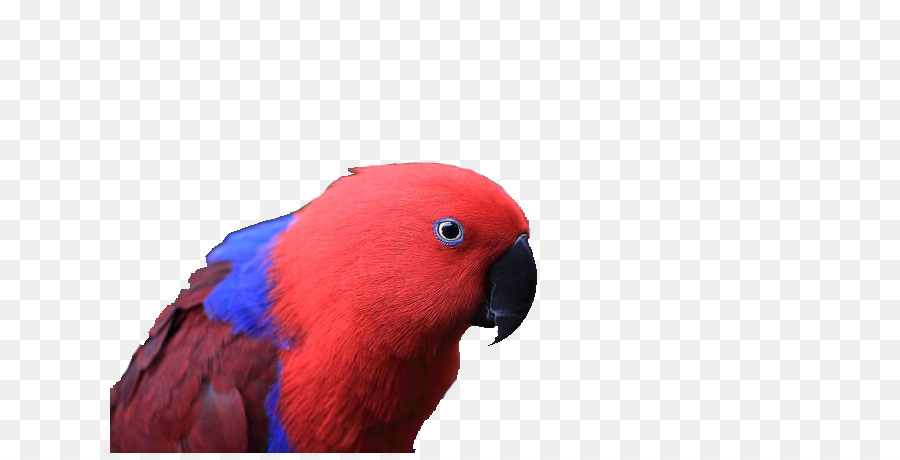 Bird Parrot