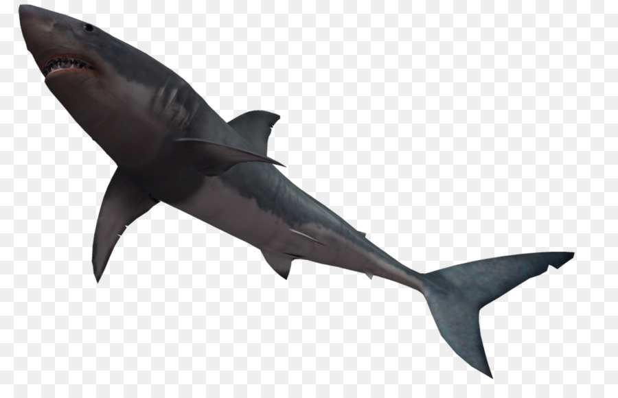 Bull shark-Great white shark Clip-art - Free Shark Bilder