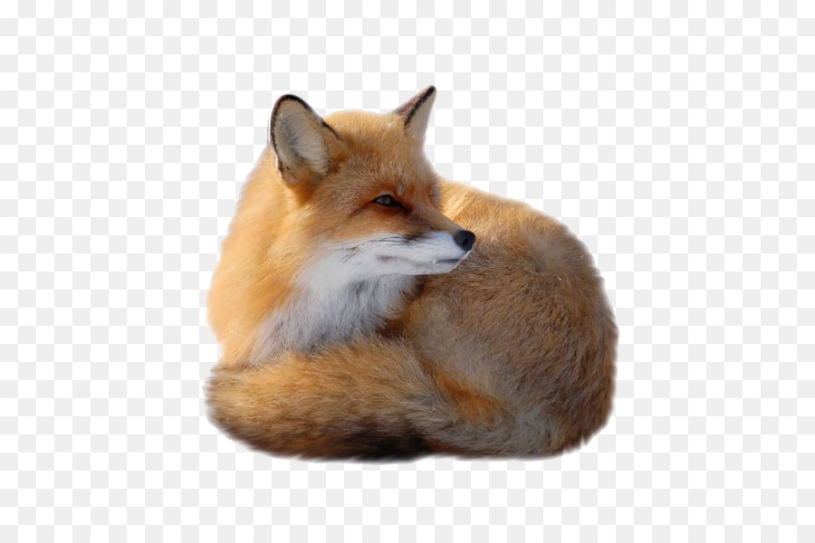 Fox Canidae Clip art - volpe