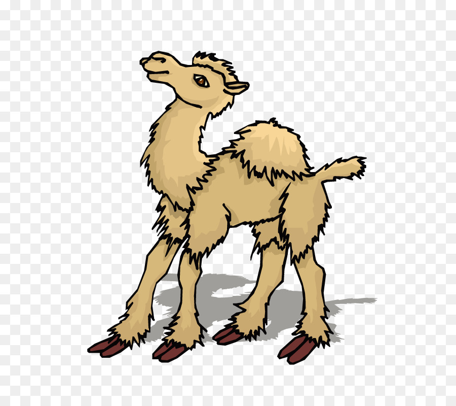 Dromedar baktrischen Kamel Clip-art - Verkaufen Meng camel