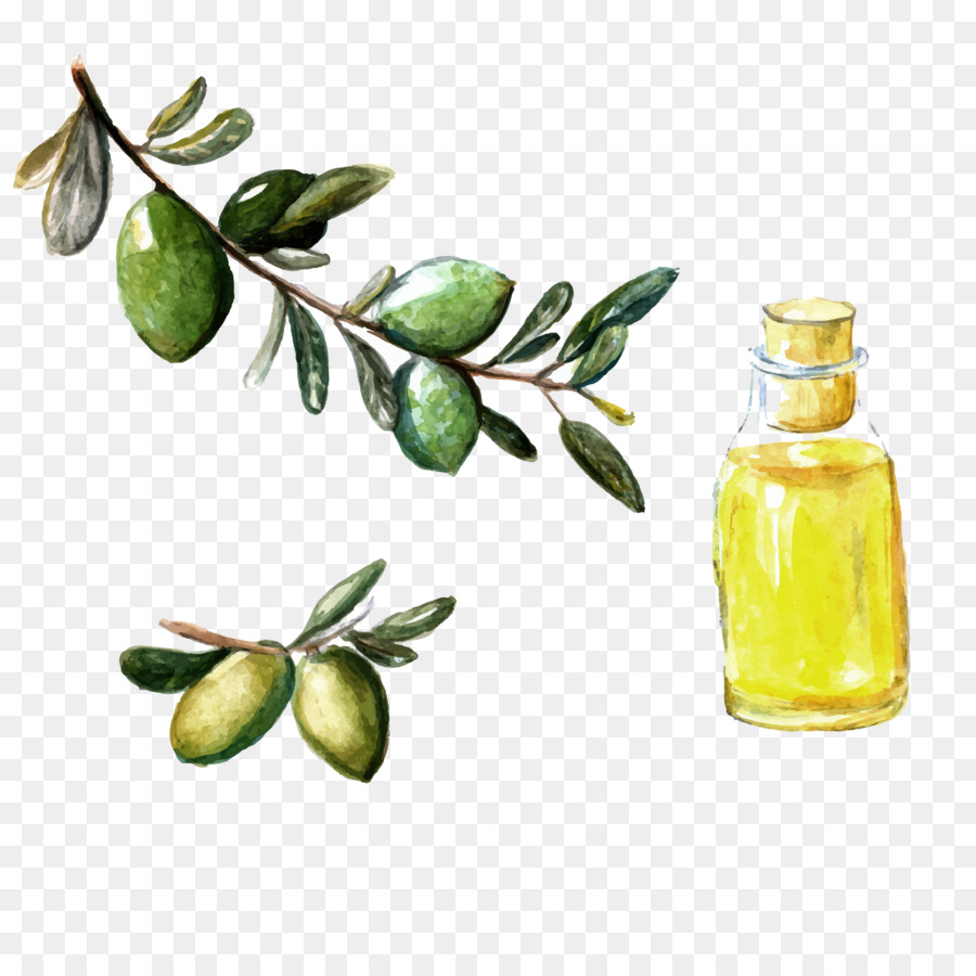 Argan-öl-Aquarell-Olive - Handbemalte Oliven