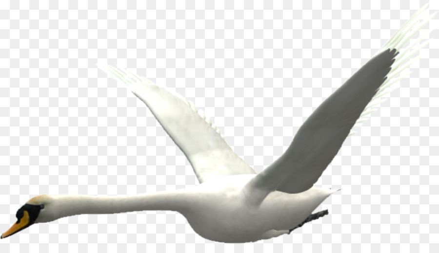 Cygnini Domestica oca - Siamo in volo swan
