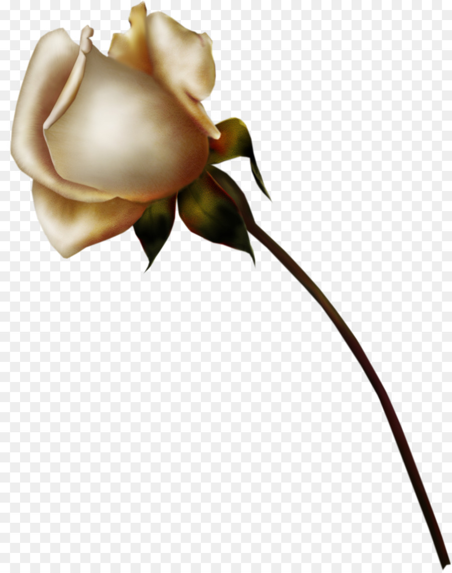 Rose Blume Zeichnen - Weiße Rosen
