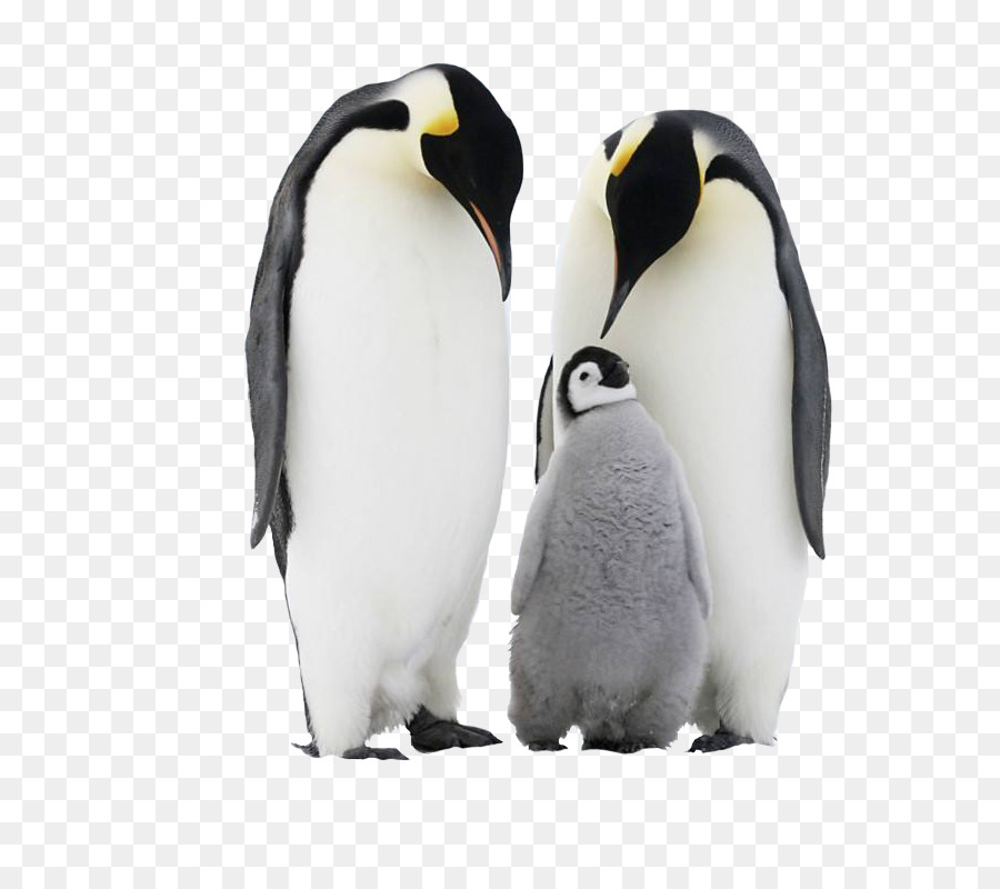 Zügelpinguin Antarktis Adxe9lie Pinguin - Niedlichen Pinguin-Familie
