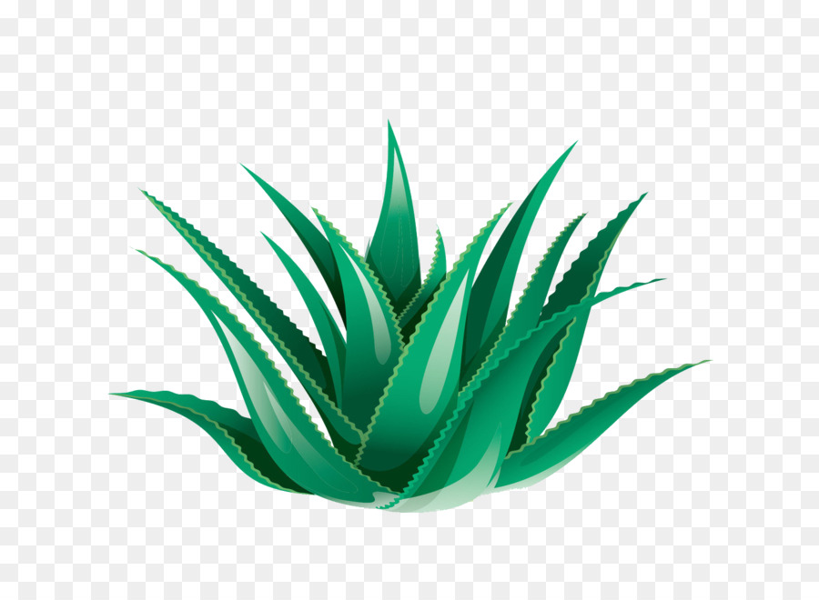 Aloe vera Icon - Aloe